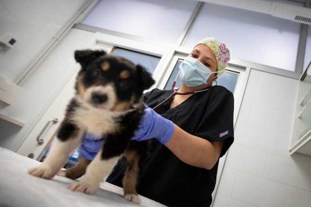 Des vétérinaires invitent à la prudence autour des animaux de compagnie