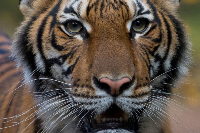 La COVID-19 transmissible aux animaux?