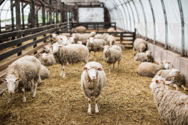 Le prix de l'agneau du Québec en chute