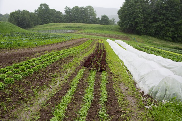 Québec versera 45 millions pour une prime aux travailleurs agricoles