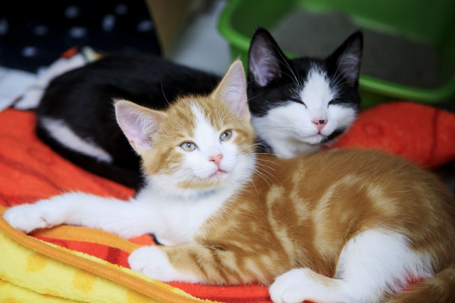 Déménagements: la SPCA demande plus de tolérance aux propriétaires