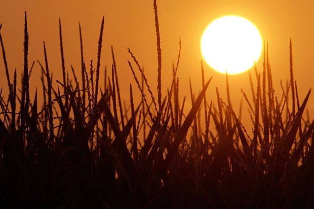 La chaleur et les rayons du soleil pourraient affaiblir le virus, selon une étude