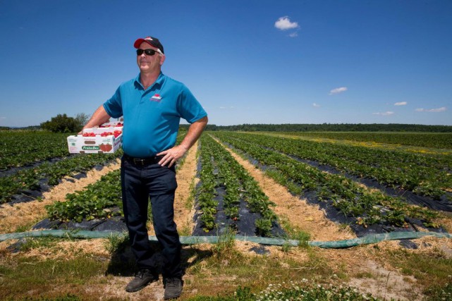 Agriculture: scepticisme face à la main-d'oeuvre québécoise