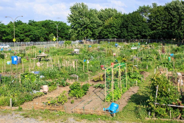 Les jardins communautaires pourront ouvrir