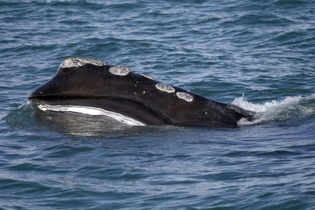 Les baleines noires de retour au Canada