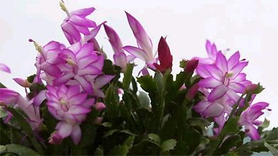 Faire Fleurir Le Plantes De Noël