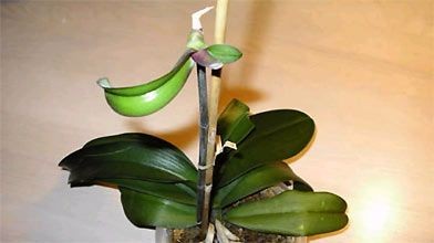 Le Tour Du Jardin Bebe Phaleanopsis La Presse