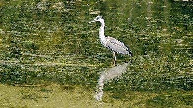 Oiseaux Et Compagnie Le Majestueux Grand Heron La Presse