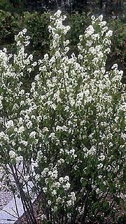 Un Trio Darbustes Fleuris Au Jardin