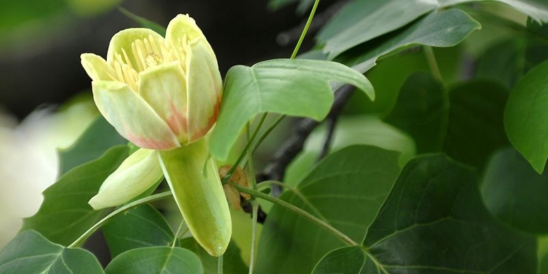 Des Tulipes Dans Un Arbre