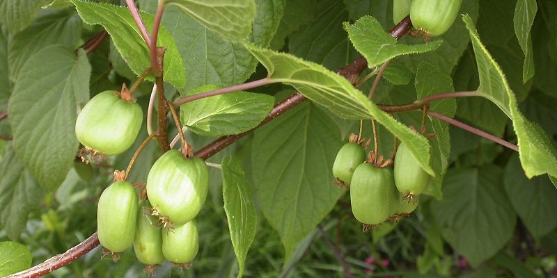 Des Kiwis Sans Poils