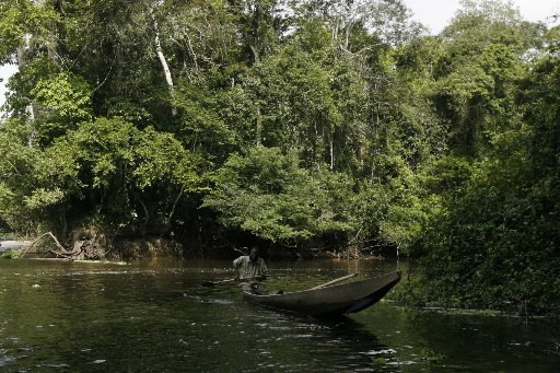 Les Sols De La Foret Tropicale Peuvent Stocker Le Co2 La Presse