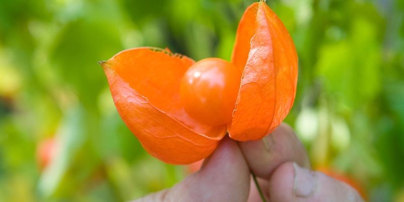 La Lanterne Chinoise Se Mange T Elle