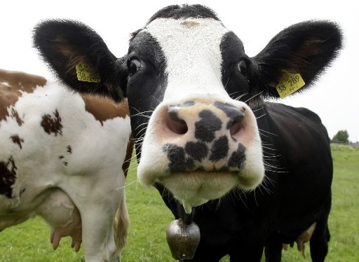Une crise qui menace 1,5 million de vaches | La Presse