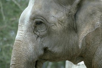 Des Milliers D Internautes Attendent La Naissance D Un Bebe Elephant La Presse