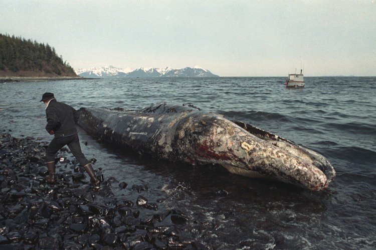 Exxon Valdez La Maree Noire A Laisse De Graves Sequelles La Presse