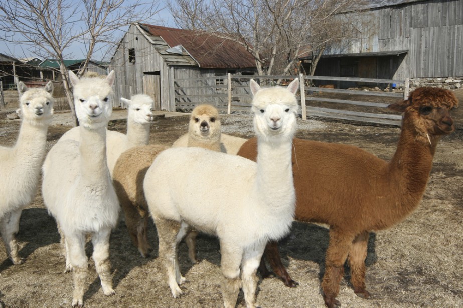 https://images.lpcdn.ca/924x615/200904/03/60816-ferme-alpagas-hauts-vents-havelock.jpg