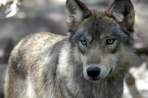 Le Loup Gris Retire De La Liste Des Especes Protegees La Presse