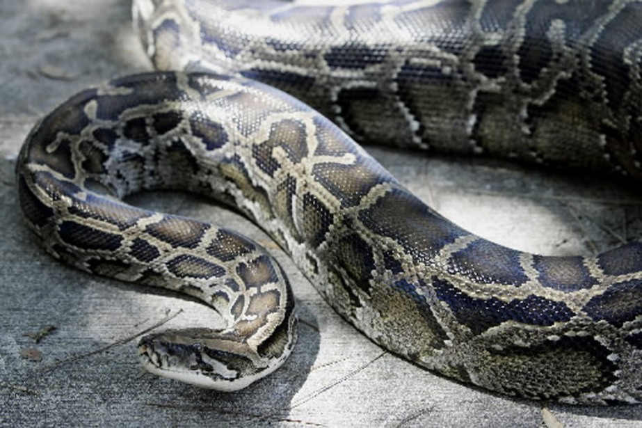 La Floride Envahie Par Les Serpents Geants La Presse