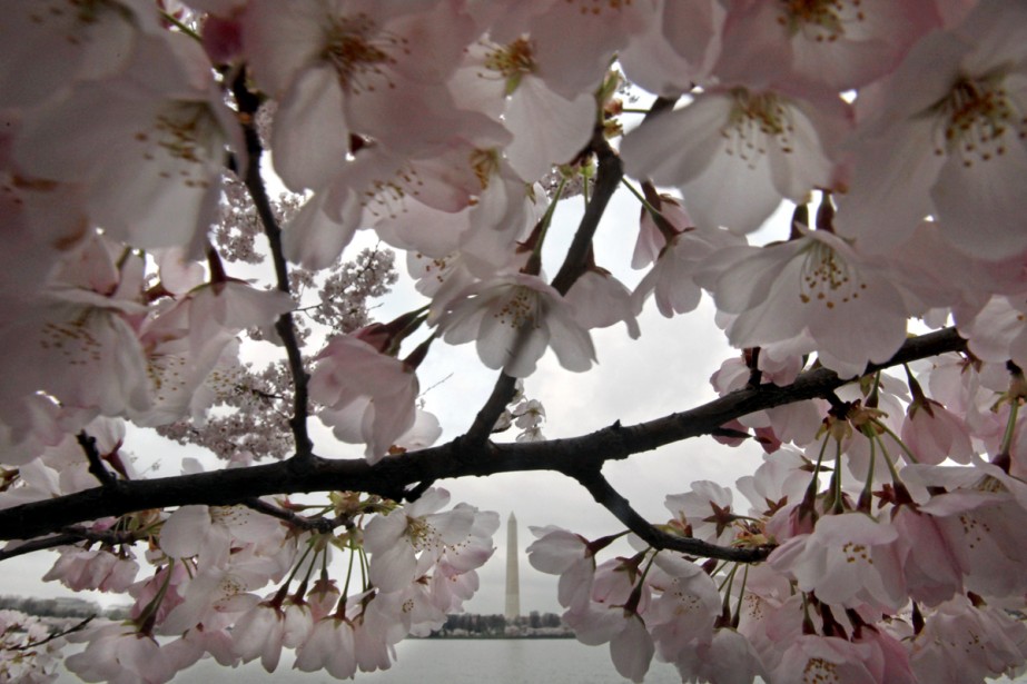 Les Cerisiers De Washington Une Manne Pour Le Tourisme