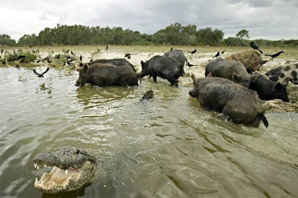 parc des everglades