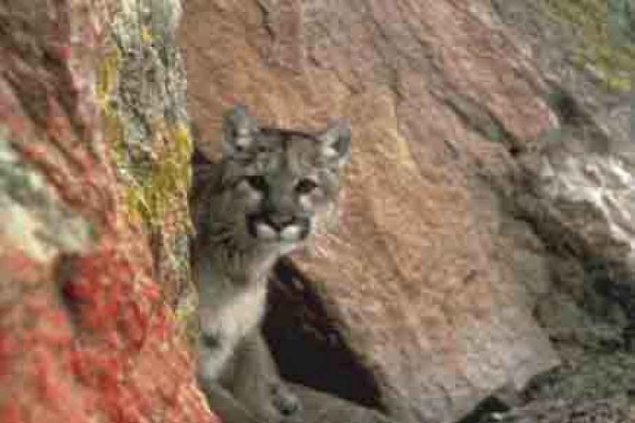 cougars disparition
