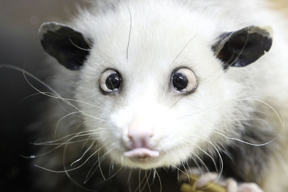 Heidi L Opossum Qui Louche Est Morte La Presse