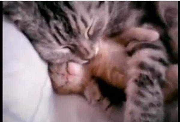 serré japonais chattes
