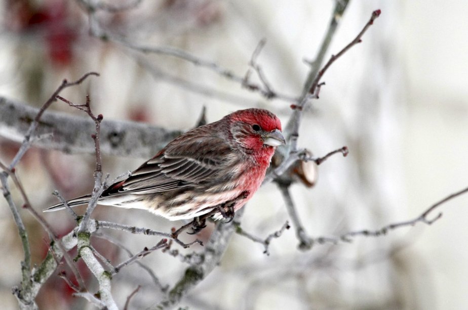 Quand Les Oiseaux Citadins Recyclent Les Vieux Mégots