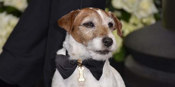 Après avoir récemment annoncé qu'il prenait sa retraite, le chien Uggie... (AFP)
