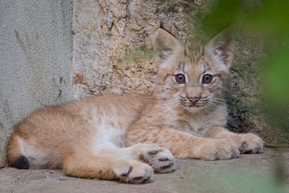 Un Bebe Lynx Arrive Au Biodome La Presse
