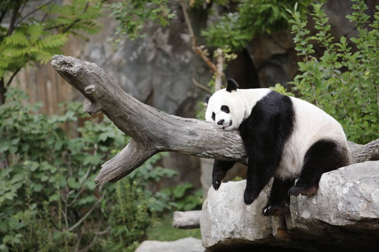 Mort D Un Bebe Panda En Captivite Une Semaine Apres Sa Naissance La Presse