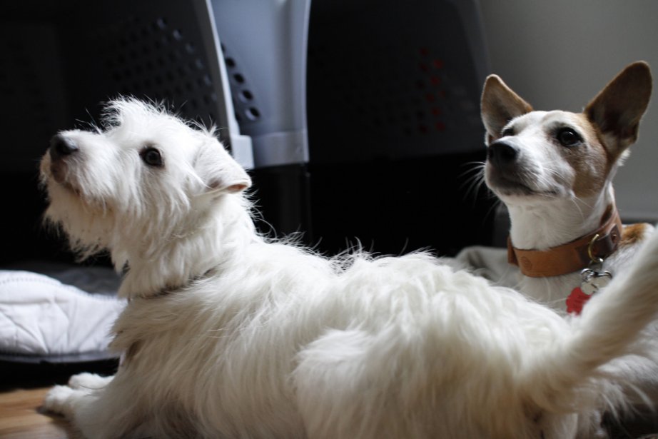 Anxiété De Séparation Pauvre Petit Chien Maman Reviendra