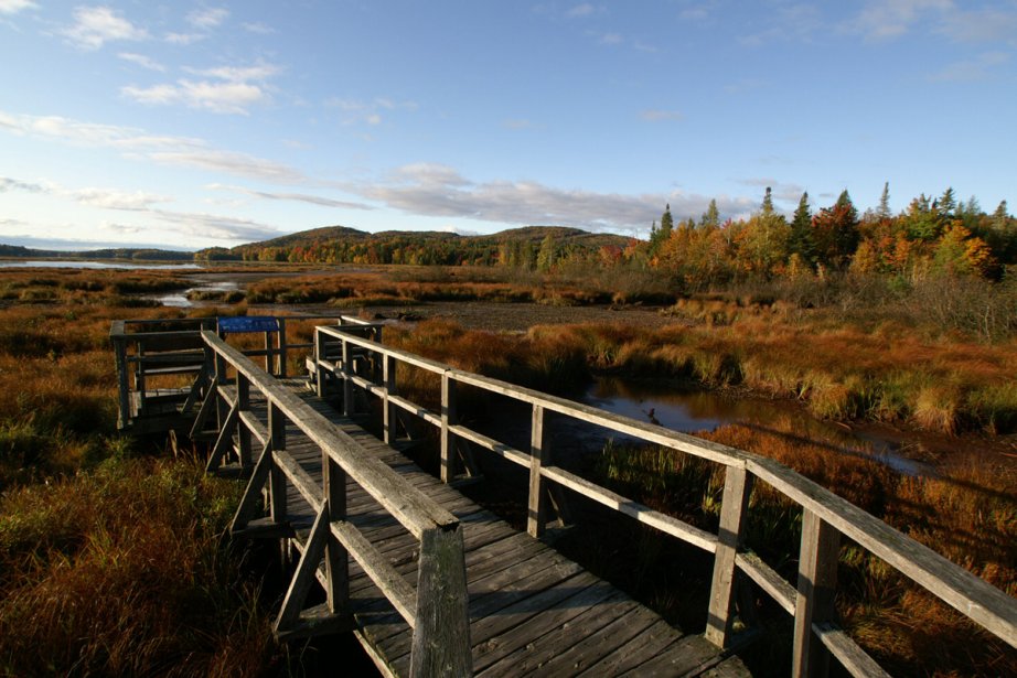 Marais Du Nord La Nature Aux Portes De Quebec La Presse