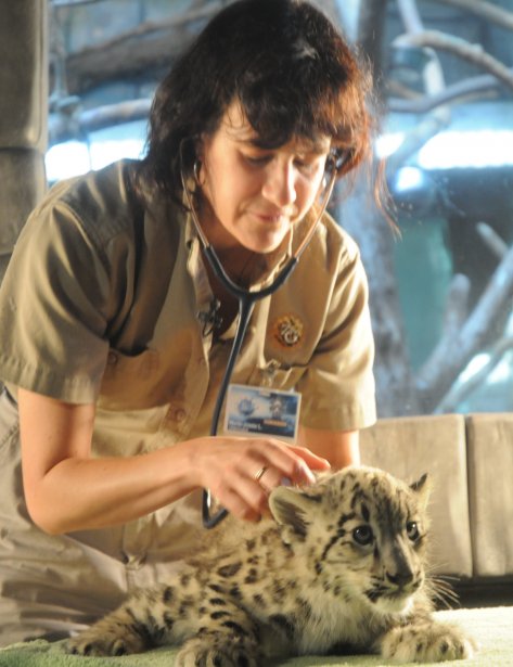 Marie Josee Limoges Veterinaire De Zoo La Presse