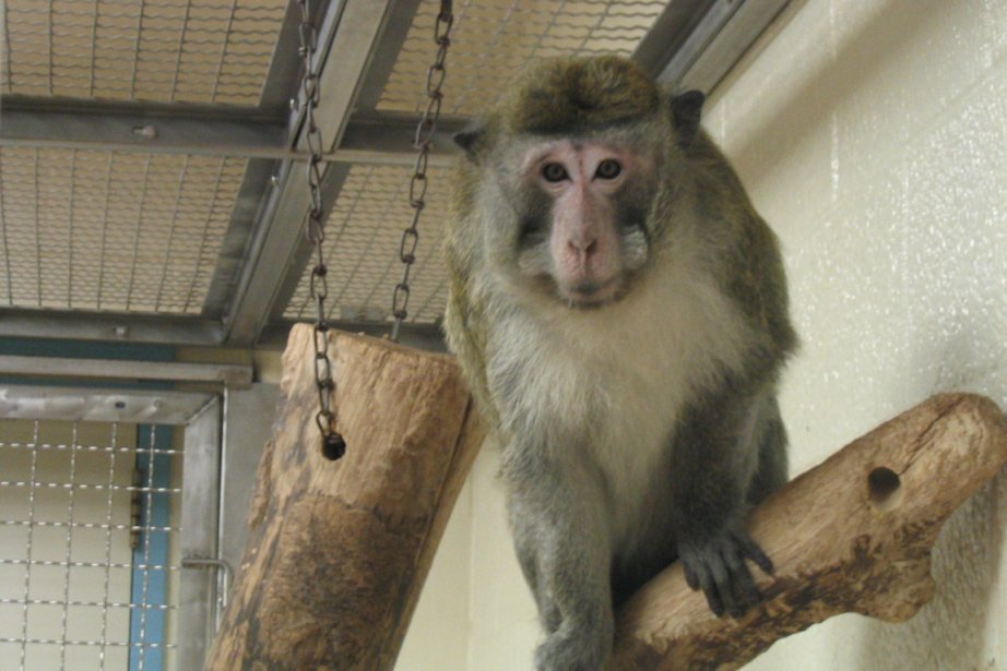 United Airlines Cesse De Transporter Des Singes Pour Les Laboratoires La Presse United Airlines Cesse De Transporter Des Singes Pour Les Laboratoires La Presse