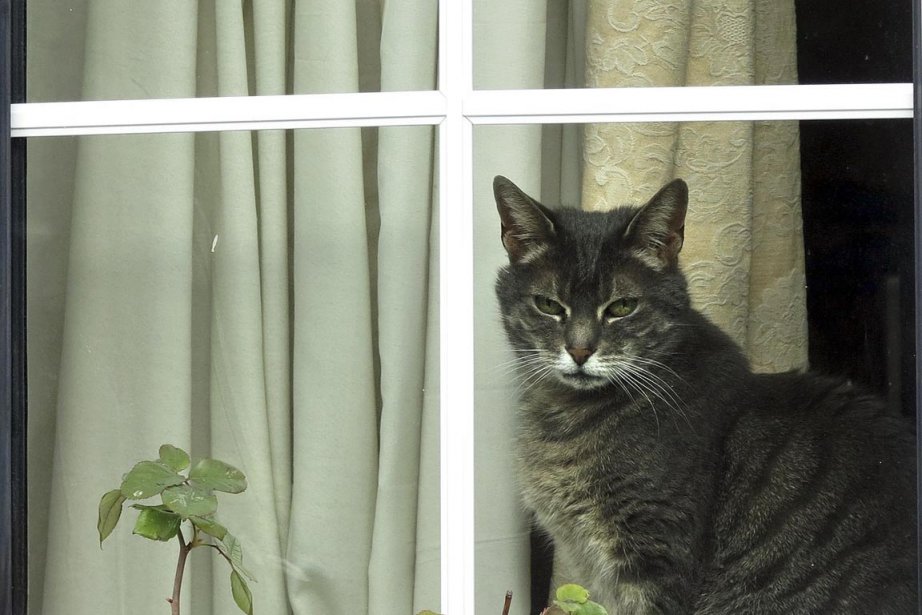 L Homme Qui Murmure A L Oreille Des Chats La Presse