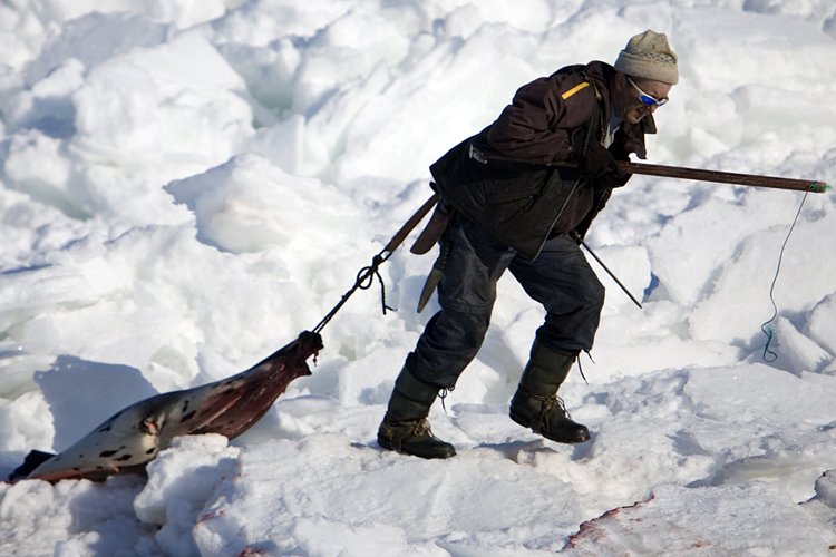 Des Opposants à La Chasse Aux Phoques Prennent Une Pause | La Presse