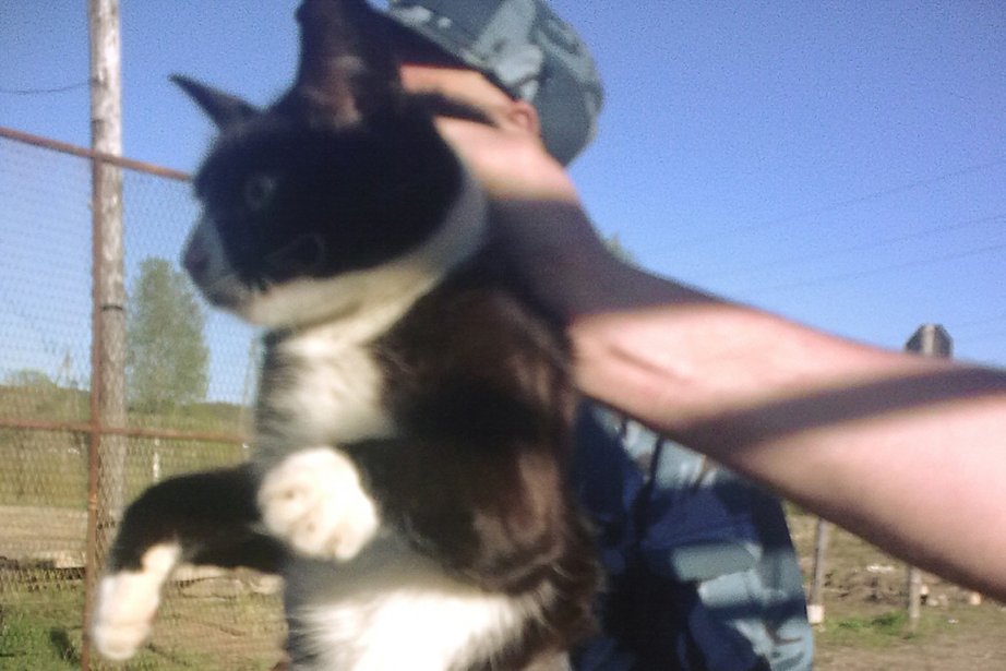 Un Chat Faisant De La Contrebande De Portables Attrape La Presse