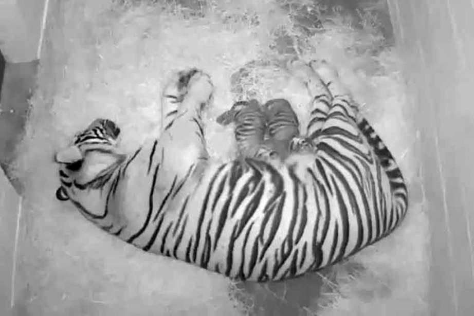 Naissance De Deux Tigres De Sumatra Au Zoo De Washington La Presse