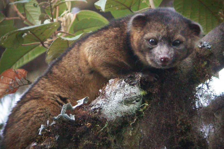 Lolinguito Un Nouveau Mammifère Identifié Dans Les Andes