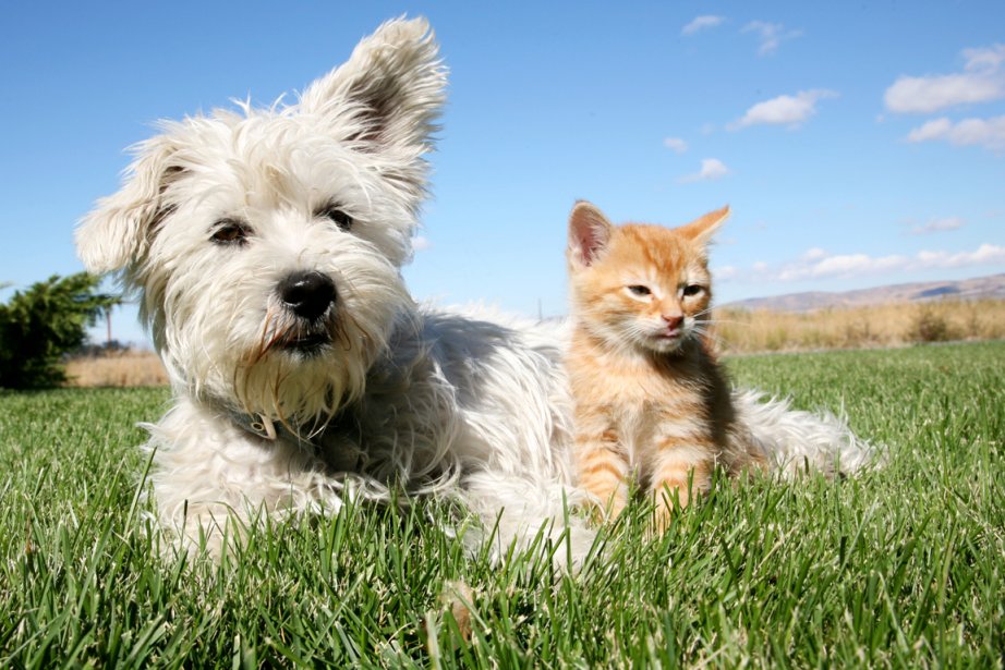 Apres Les Vacances Chiens Et Chats Doivent Reprendre De Bonnes Habitudes La Presse