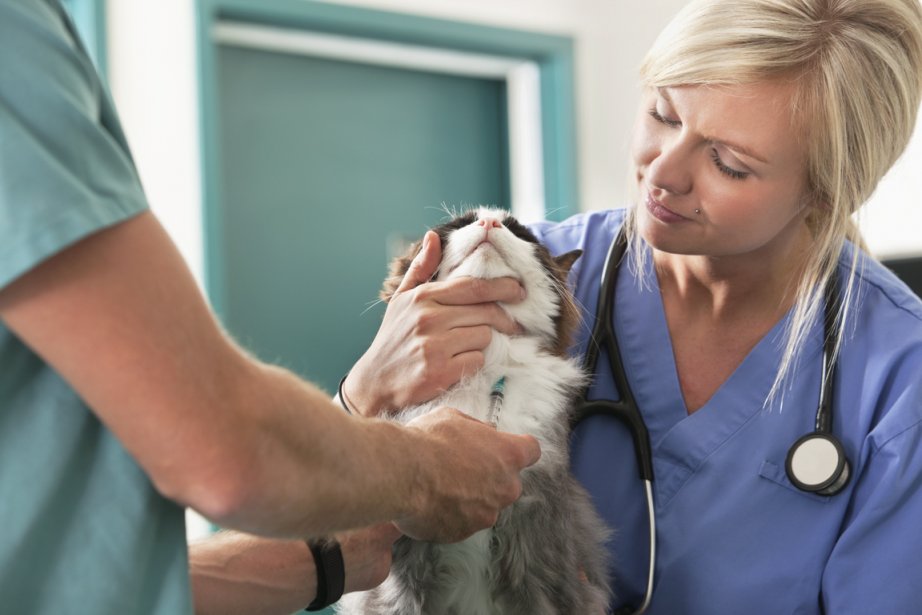 Les Animaux Peuvent Aussi Donner Leur Sang La Presse