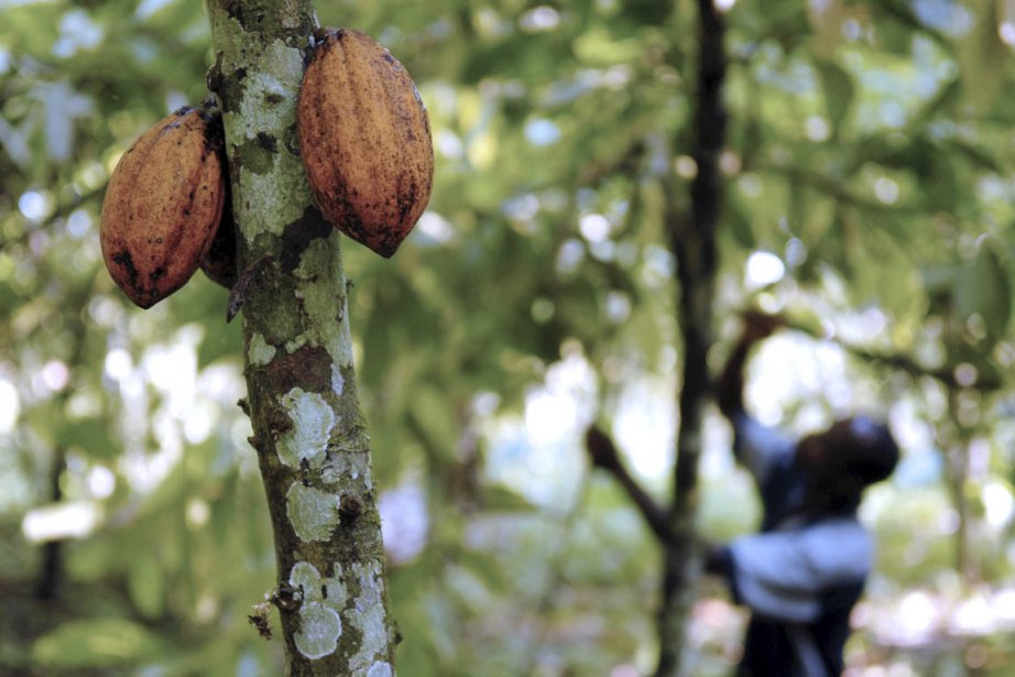 Enfants exploités au pays du cacao | La Presse