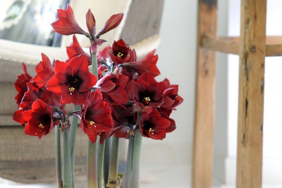 Plante d'intérieur du mois: l'amaryllis | La Presse