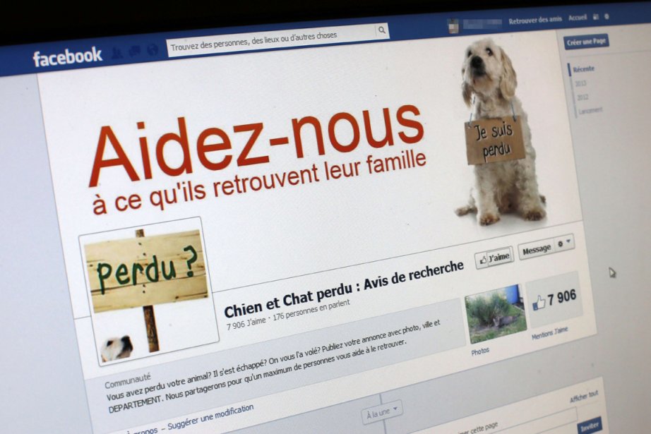 Animaux perdus: les Français comptent sur internet  La Presse