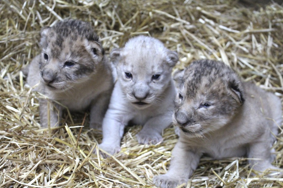 Un Lionceau Blanc Nait Dans Un Zoo Du Nebraska La Presse