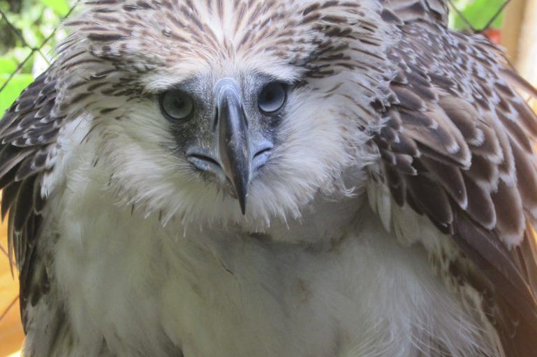 Philippines: un aigle d'une espèce menacée abattu après avoir été relâché dans la nature | La Presse
