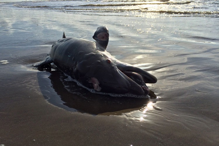 La marée noire de BP a provoqué une surmortalité de jeunes dauphins | La  Presse