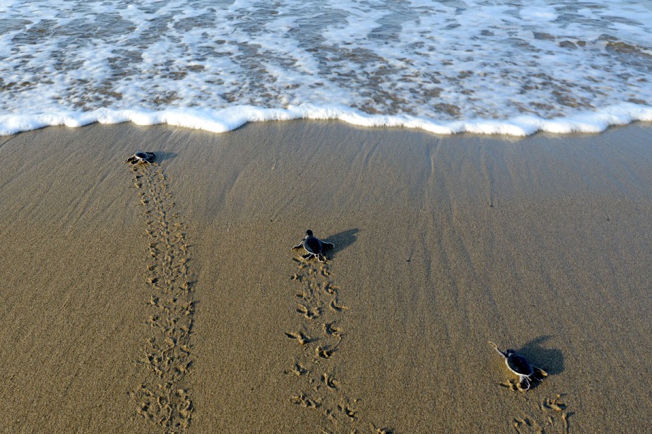 Les Bebes Tortues Pris Au Piege Des Lumieres Artificielles La Presse